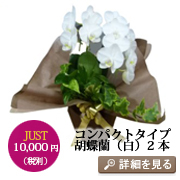 �Ӓ���Golden