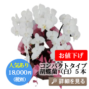 �v���`�i�Ӓ���