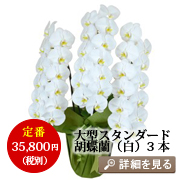 BerryBerry�A�����W