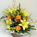 �t�����[�A�����W�����g[1009]