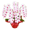 �v���`�i�Ӓ����@�ō���5�{�����@����