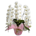 �v���`�i�Ӓ����@�i��^�^�C�v�j