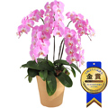 �Ӓ����uOriental Peach�v�����i