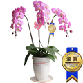 �Ӓ����uOriental Peach�v�����i