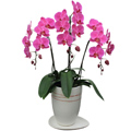 ���^ �Ӓ��� �����i�i�s���N�j�a���_�������픫
