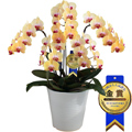 �Ӓ����uGolden Beauty�v�����i