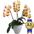 �Ӓ����uGolden Beauty�v