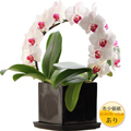 �Ӓ����uEternal Happiness�v�z���C�g