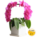 �Ӓ����uEternal Happiness�v�s���N
