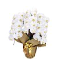 カラーで選ぶ胡蝶蘭