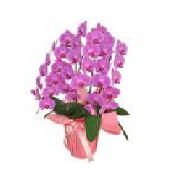 カラーで選ぶ胡蝶蘭