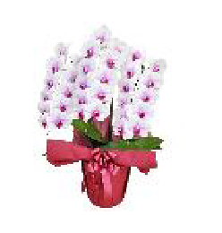 カラーで選ぶ胡蝶蘭