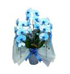 カラーで選ぶ胡蝶蘭