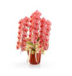 カラーで選ぶ胡蝶蘭