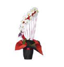 カラーで選ぶ胡蝶蘭