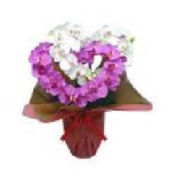 特徴で選ぶ胡蝶蘭