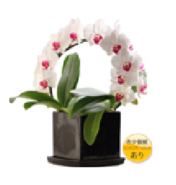 特徴で選ぶ胡蝶蘭