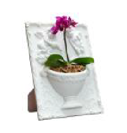 特徴で選ぶ胡蝶蘭