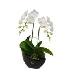 特徴で選ぶ胡蝶蘭