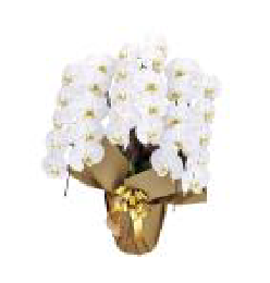 特徴で選ぶ胡蝶蘭