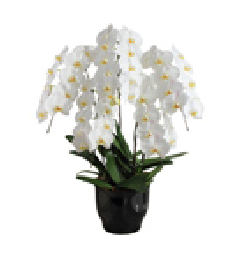 特徴で選ぶ胡蝶蘭