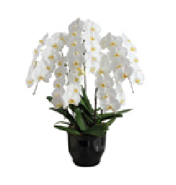 シーンで選ぶ胡蝶蘭