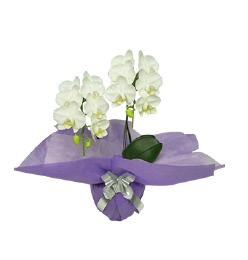 シーンで選ぶ胡蝶蘭