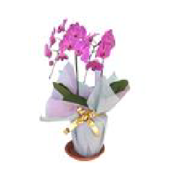 シーンで選ぶ胡蝶蘭