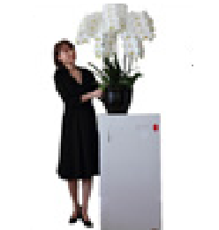 サイズで選ぶ胡蝶蘭