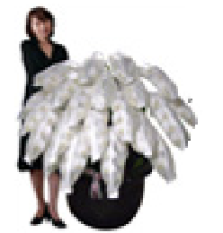 サイズで選ぶ胡蝶蘭