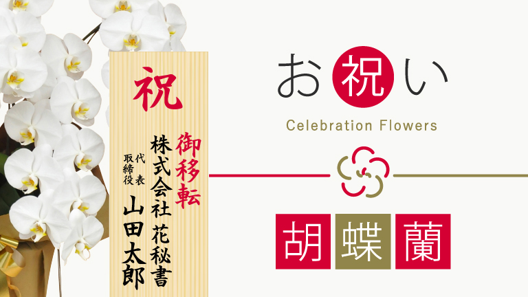 胡蝶蘭お祝い