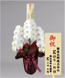 開店祝いに贈る人気の胡蝶蘭