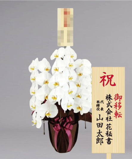 移転祝いに贈る人気の胡蝶蘭