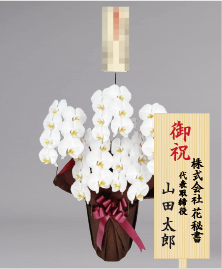 開店祝いに贈る人気の胡蝶蘭