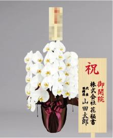 開院祝いに贈る人気の胡蝶蘭