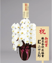 開業祝いに贈る人気の胡蝶蘭