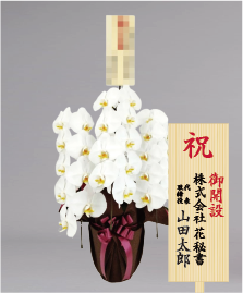 開設祝いに贈る人気の胡蝶蘭