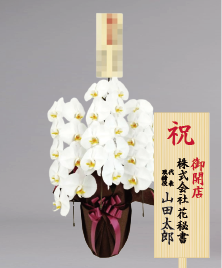 開店祝いに贈る人気の胡蝶蘭
