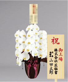 上場祝いに贈る人気の胡蝶蘭