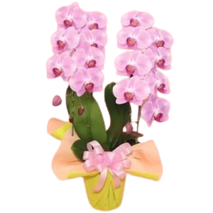 移転祝いに贈る胡蝶蘭