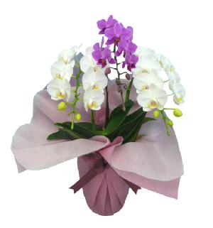 移転祝いに贈る胡蝶蘭