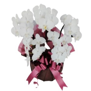 移転祝いに贈る胡蝶蘭