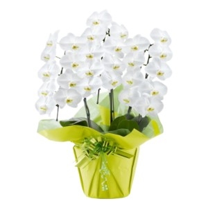 移転祝いに贈る胡蝶蘭