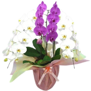 移転祝いに贈る胡蝶蘭