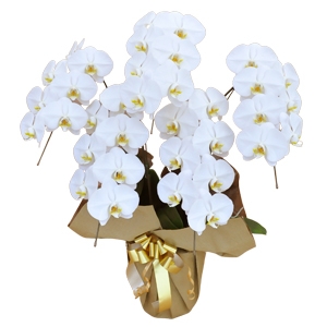 移転祝いに贈る胡蝶蘭