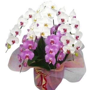 移転祝いに贈る胡蝶蘭