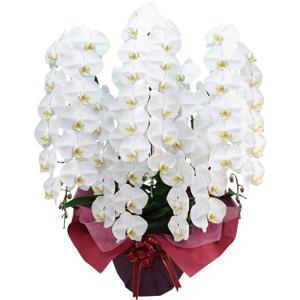 移転祝いに贈る胡蝶蘭