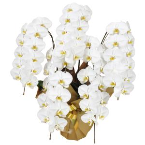 移転祝いに贈る胡蝶蘭