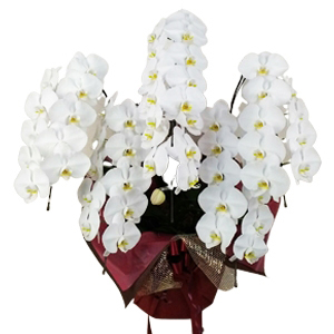 お祝いに贈る胡蝶蘭