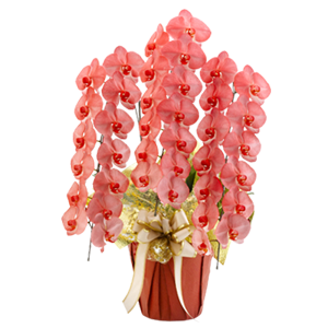 移転祝いに贈る胡蝶蘭